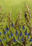 Умиротворення